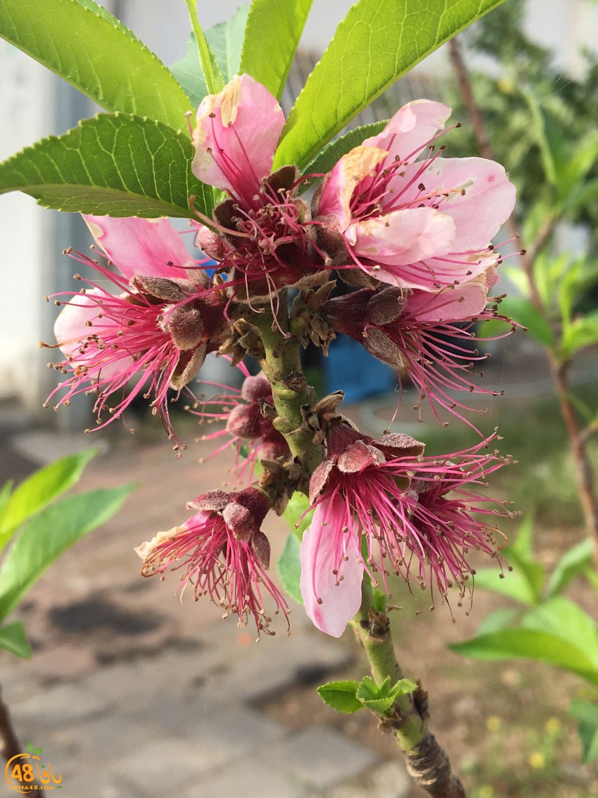 3ali turkaa (13).jpg